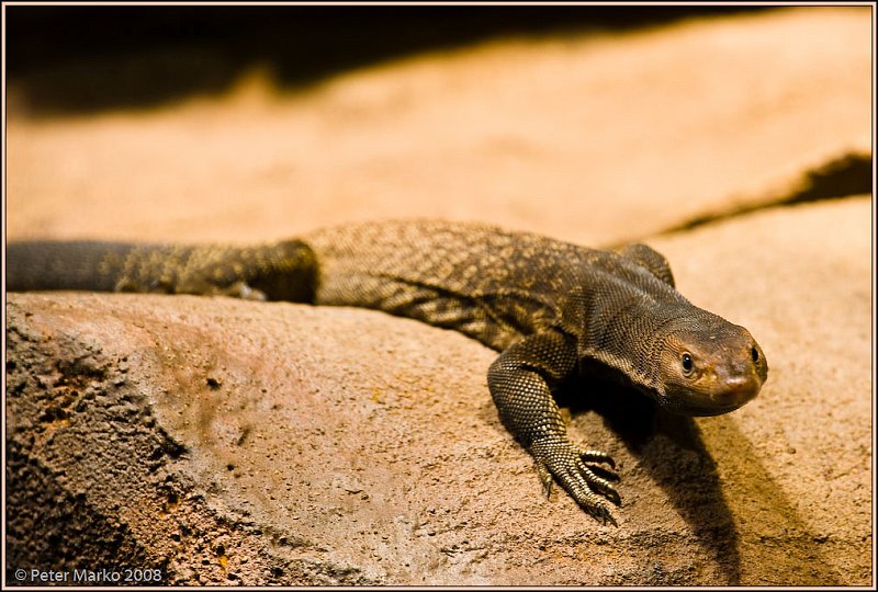 WV8X8367.jpg - Australian reptiles, Sydney, Australia.